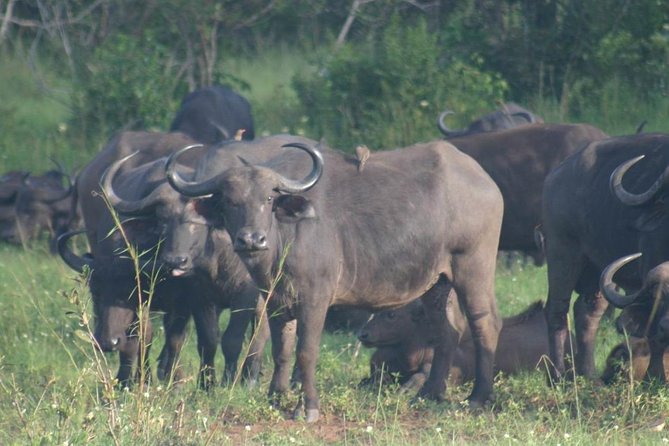 Shimba Hills National Reserve Day Tour From Mombasa/Diani Beach & Surroundings - Cancellation Policy Details