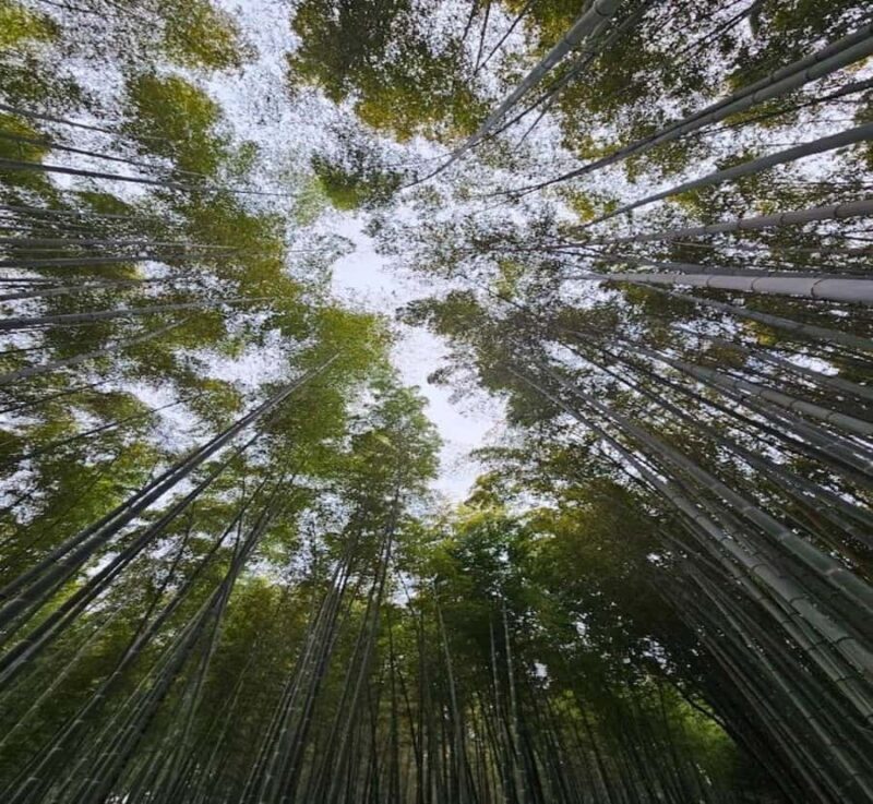 Shimizu: Kyoto Private Custom Day Tour with English guide - Final Thoughts