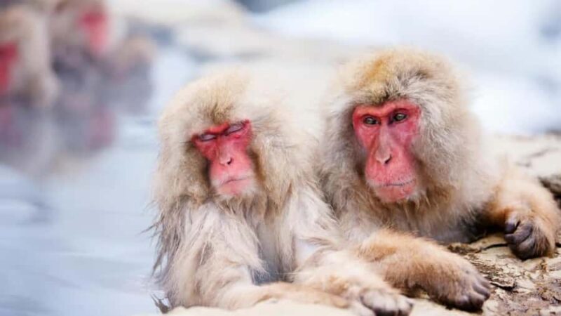 Shimizu: Nagano full-day Private Tour - Obuse: Art, Sweets, and Serenity