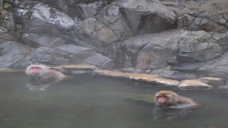 Shimizu: Nagano full-day Private Tour - FAQ