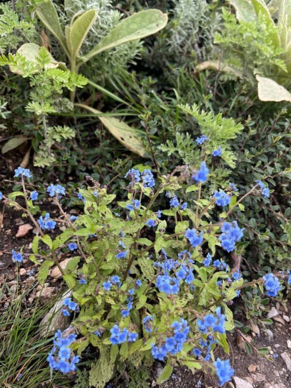 Shimla: Shali Tibba Guided Hike with Scenic Views - Final Thoughts