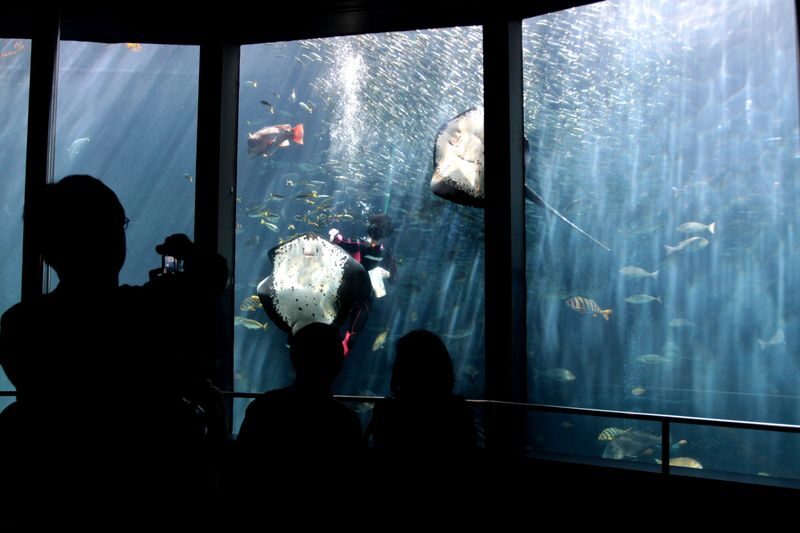 Shimoda Aquarium Ticket in Shizuoka - A good rainy-day stop, with limits