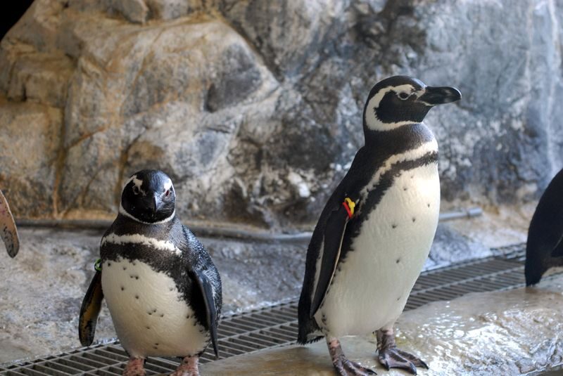 Shinagawa Aquarium Admission Ticket in Tokyo - Start with the tunnel and the fish exhibits