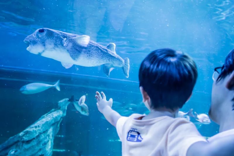 Shinagawa Aquarium Admission Ticket in Tokyo - The pearl activity needs a quick check