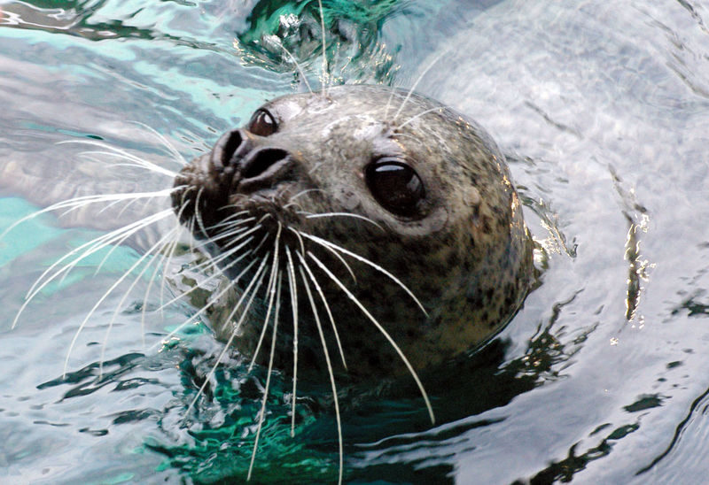 Shinagawa Aquarium Admission Ticket in Tokyo - Allow two to three hours, but keep your schedule flexible