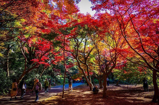 Shinjuku Gyoen National Garden 2 Hour Walking Tour - The Sum Up