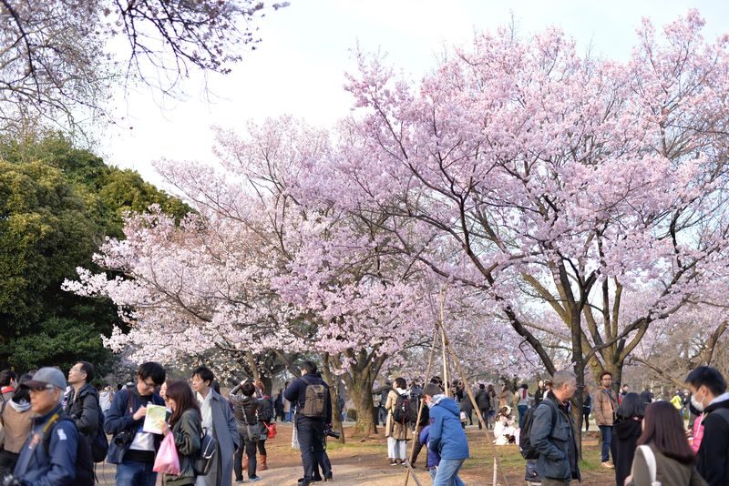 Shinjuku Gyoen National Garden - 2 Hours Walking Tour - Four garden areas, with different moods
