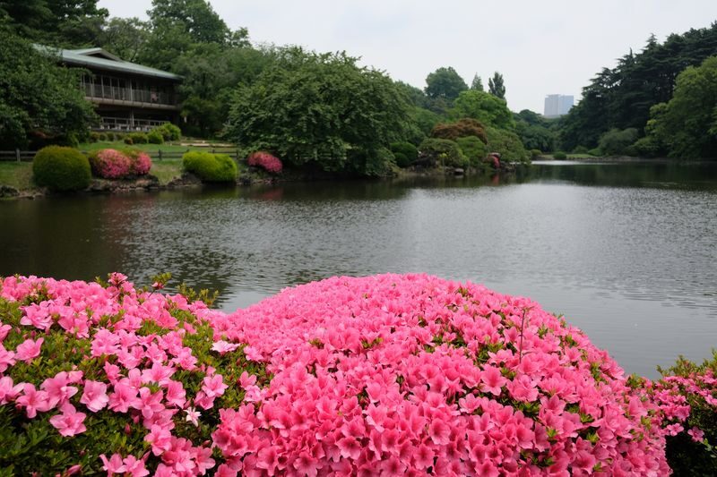 Shinjuku Gyoen National Garden - 2 Hours Walking Tour - Cherry blossoms, autumn leaves, and the tea house