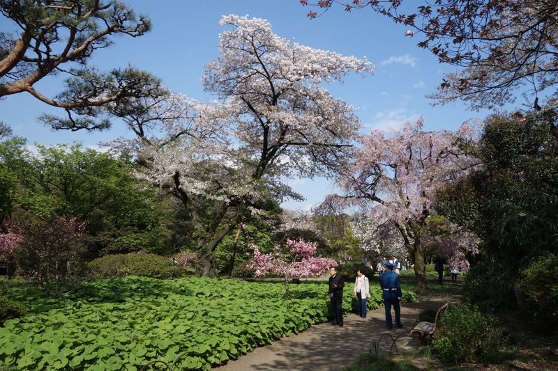 Shinjuku Gyoen National Garden - 2 Hours Walking Tour - A practical plan for the walk