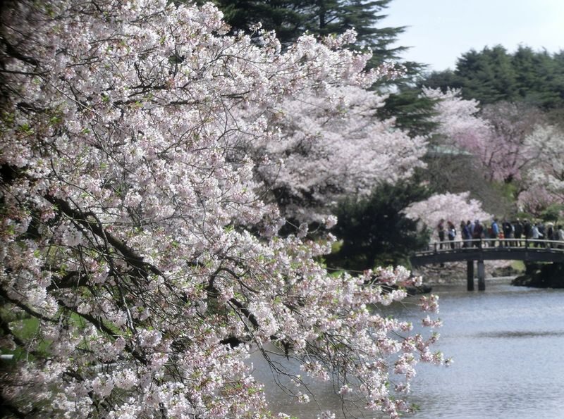 Shinjuku Gyoen Ticket in Tokyo - A city garden with room to slow down