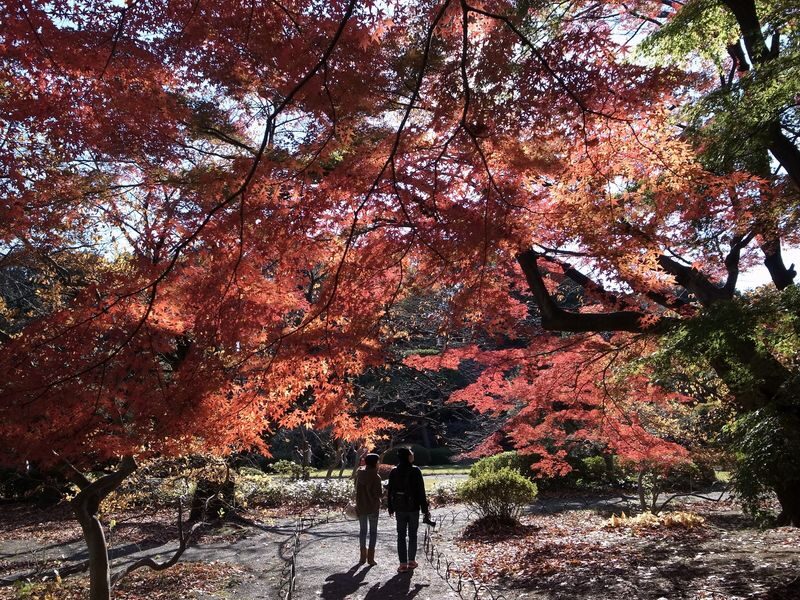 Shinjuku Gyoen Ticket in Tokyo - Who should book Shinjuku Gyoen?