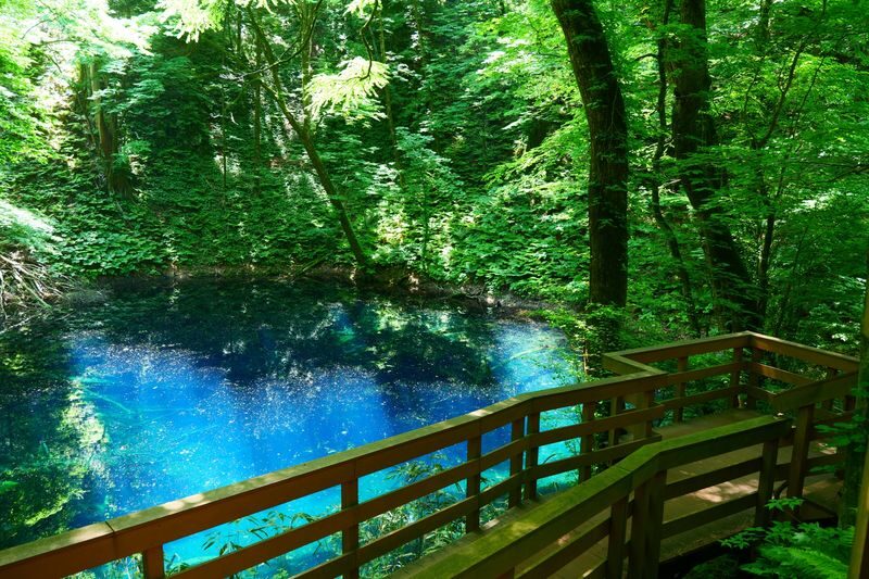 Shirakami Sanchi & Takayama Inari Shrine Full-Day World Heritage Tour - Guide, commentary, and small comforts