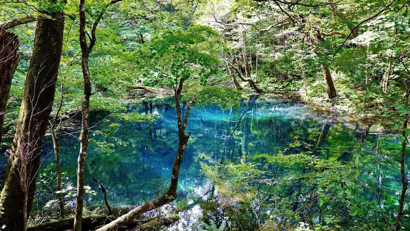 Shirakami Sanchi & Takayama Inari Shrine Full-Day World Heritage Tour - Who should book this Tsugaru day trip?