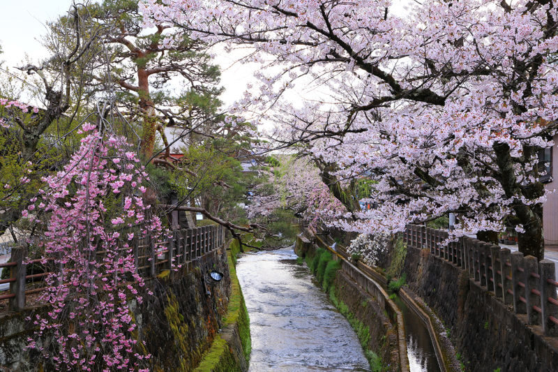 Shirakawa-go Day Trip | Optional Direct Access to Observation Deck + Hida Takayama Old Town | Optional Premium Small Group Tour for up to 9 People, Hotel Pickup and Drop-off | Departure from Nagoya - Shirakawa-go: village walk or wide-angle view