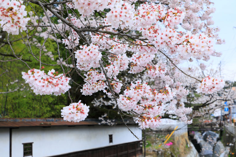 Shirakawa-go Day Trip | Optional Direct Access to Observation Deck + Hida Takayama Old Town | Optional Premium Small Group Tour for up to 9 People, Hotel Pickup and Drop-off | Departure from Nagoya - The ride from Nagoya: comfort, timing, and group size