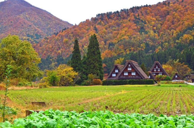 Shirakawago & Gokayama Ainokura Tour-World Heritage Village - Gassho-Zukuri Minka-en Museum