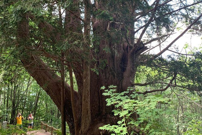 Shirakawago(UNESCO world heritage)/ Onsen / Hiking / 1day tour - An In-Depth Look at the Tour Experience