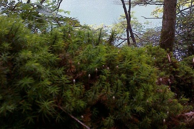 Shiratani-Unsuikyo Trekking Tour in Yakushima Island - Date and Travelers