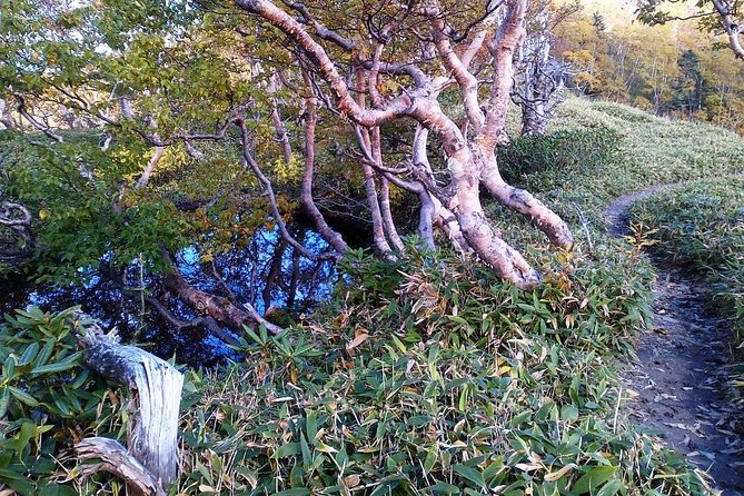 Shiratani-Unsuikyo Trekking Tour in Yakushima Island - Expectations and Cancellation Policy