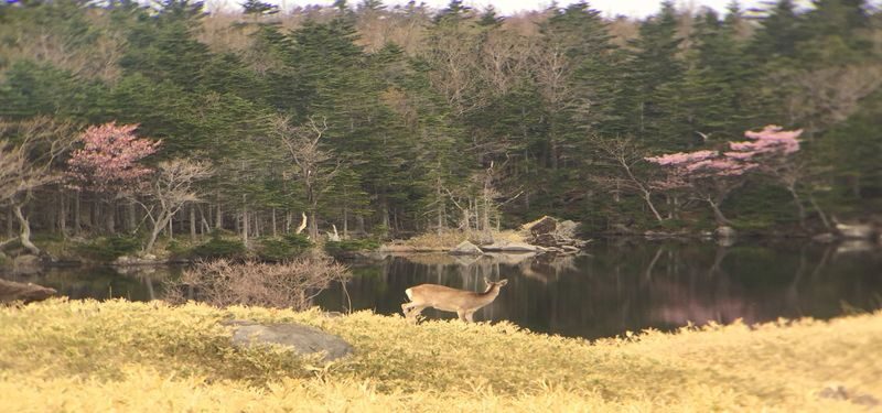 Shiretoko Goko Lakes Half-Day Guided Walking Tour - Is $55.65 a fair price?