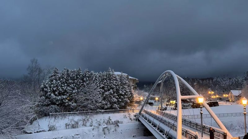 Shirogane Blue Pond & Ningle Terrace Dual Illumination & Dusk Christmas Tree & Shirahige Waterfall & Shikisai-no-Oka Winter Dual Illumination Day Tour - The Dusk Christmas Tree: a brief, popular photo stop