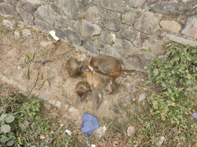 Shivapuri National Park Day Hiking From Kathmandu - Itinerary