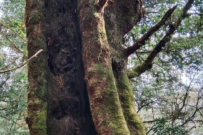 Shivapuri Peak Day Hike From Kathmandu - Highlights of the Shivapuri Peak Hike