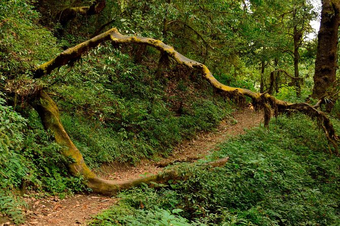 Shivapuri Peak Hike and Sleeping Buddha Sightseeing Tour - Contact Information for Assistance