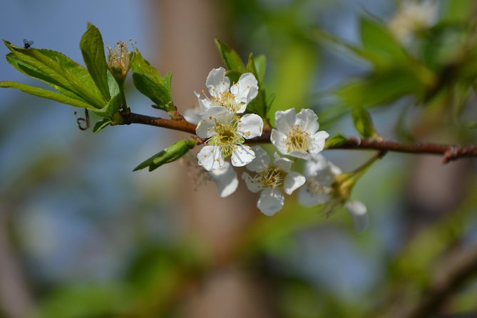 Shivapuri Peak Hike and Sleeping Buddha Sightseeing Tour - Pricing Details and Terms & Conditions