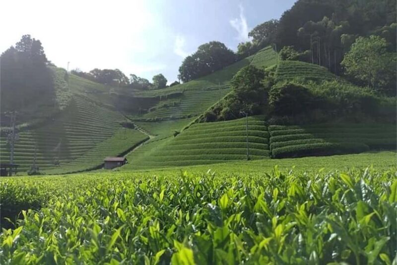 Shizuoka: 6-hour Private Tour & Japanese Tea Farm w/ Vehicle - Good To Know
