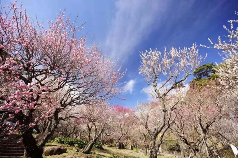 Shizuoka: Cherry Blossom, Plum Garden, & Fruit picking Tour - Good To Know
