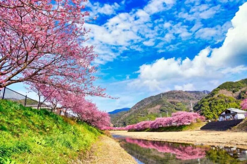 Shizuoka: Cherry Blossom, Plum Garden, & Fruit picking Tour - The Sum Up