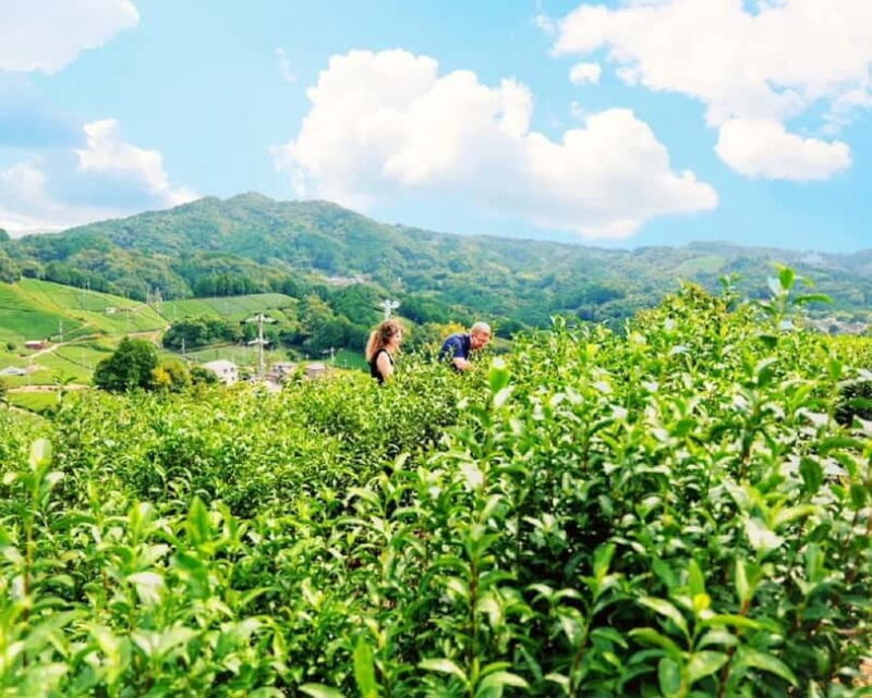 Shizuoka: Japanese Tea Tour with Tasting and Tea Making - The Sum Up