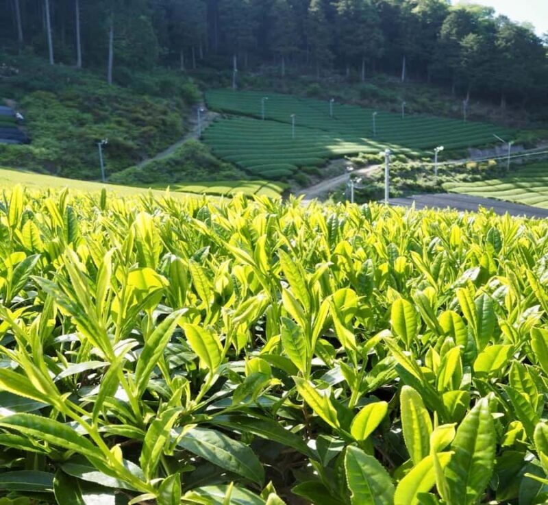 Shizuoka: Mount Fuji Private Full-Day Scenic Tour - Discover Mount Fuji on a Private Full-Day Scenic Tour from Shizuoka