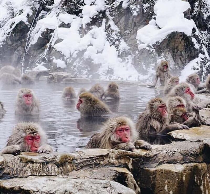 Shizuoka: Nagano Snow monkey park & Heritage Private Tour - Highlights of the Day