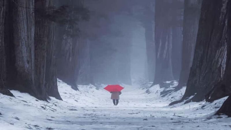 Shizuoka: Nagano Snow Monkey Park Private Day Trip - Good To Know