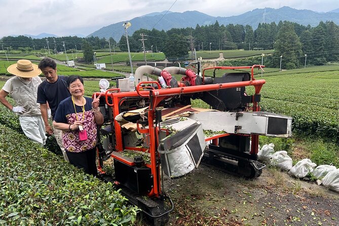 Shizuoka Tea Picking Private Experience - Whats Included