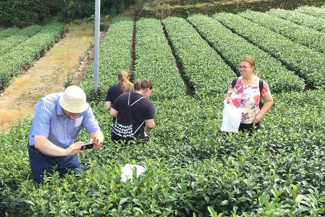Shizuoka Tea Picking Private Experience - Additional Info
