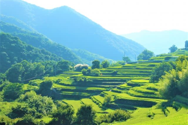 Shodoshima Island Full-Day Private Tour with Ropeway Ride - The value of private transport