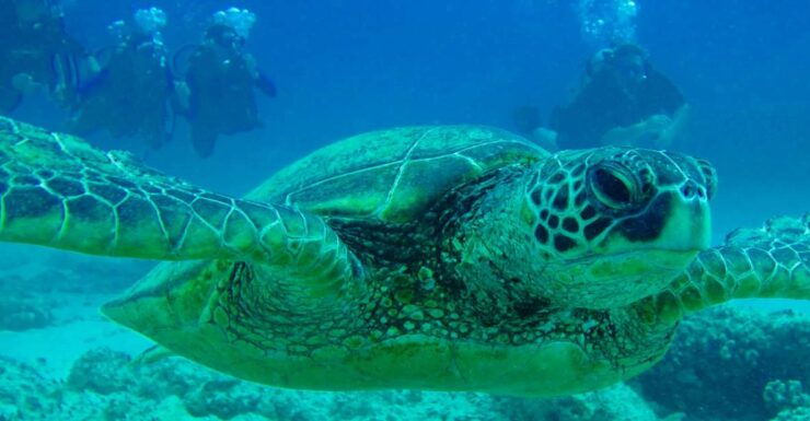 Shore Discover Scuba Diving Experience - Experience