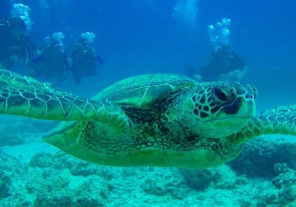 Shore Discover Scuba Diving Experience - Free Cancellation Policy
