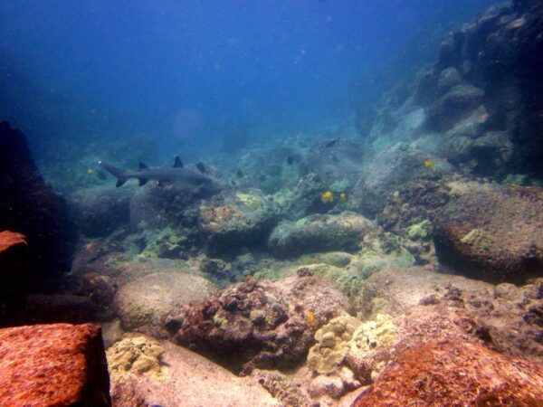 Shore Discover Scuba Diving Experience - Common Questions