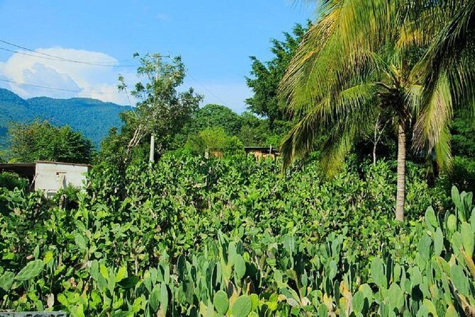 Shore Excursion Authentic Rural Mexican Experience - Practical Tips for Making the Most of This Tour