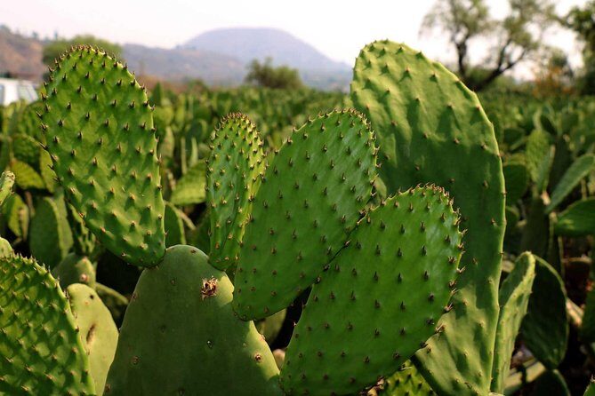 Shore Excursion Authentic Rural Mexican Experience - Who Will Love This Experience?