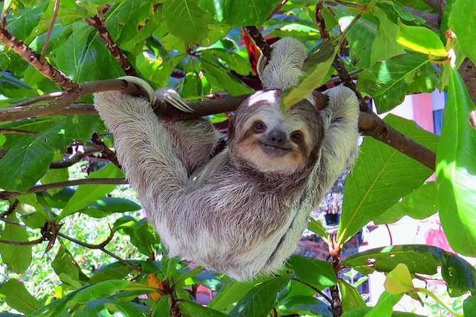Shore Excursion: Caribbean Highlights Tour From Limon - Pickup Information