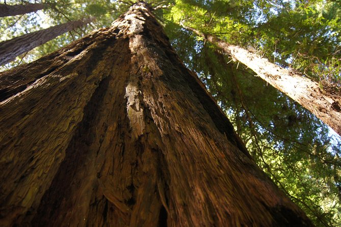 Shore Excursion: Coastal Redwoods of Muir Woods National Monument Half-Day Tour - The Sum Up