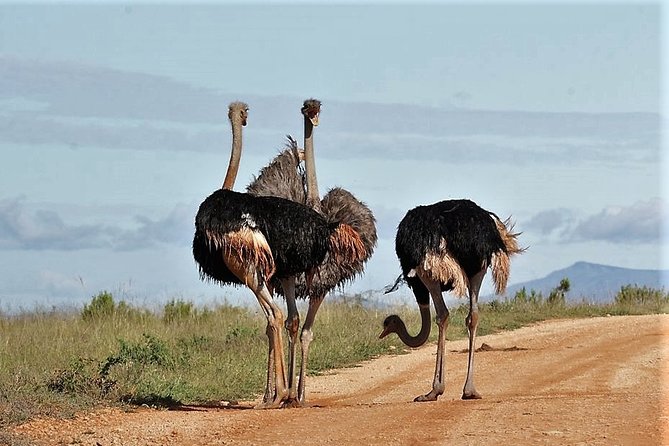 Shore Excursion Cruise Ships Port Elizabeth, Addo Elephant Park - Important Additional Details