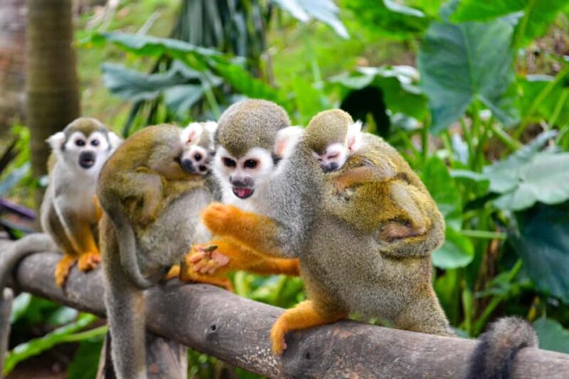 Shore Excursion Damajagua Waterfalls and Monkey Encounters - Good To Know