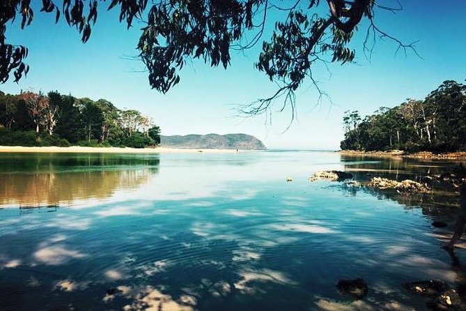 SHORE EXCURSION - Full-Day Guided Bruny Island Tour From Hobart - Guided Hike Through Rainforest