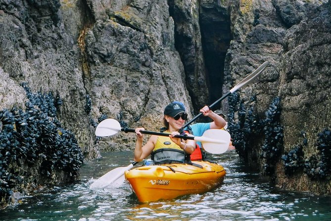 Shore Excursion Guided Sea Kayaking Through Akaroa Marine Reserve - Bird Watching During the Kayaking Tour